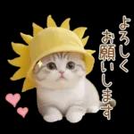 スコティッシュ猫 可愛い日常 太陽帽 敬語