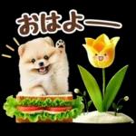 癒しポメラニアンの春のあいさつ