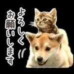 しばにゃんこスタンプ