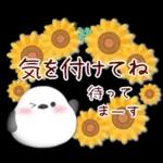 【シマエナガです】花束/夏のひまわり4