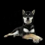 かわいい黒柴くんの敬語🐶