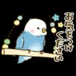 敬語が話せる！もふもふインコ