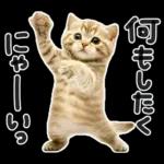 やる気ゼロ♡にゃんこ
