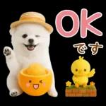 癒しポメラニアンの「夏」の毎日