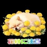 癒しポメラニアンの春のあいさつ 2