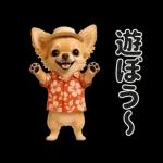 ずっと使える♡夏のチワワ