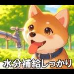 夏の天気をお知らせする柴犬【便利・日常】