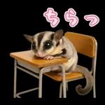 フクロモモンガ❤実りの秋は大豊作