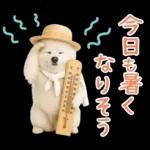 癒しポメラニアンの「夏」の毎日