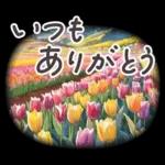 毎日使える 春 日常 パステル フランス