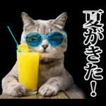 夏☆にゃんこ