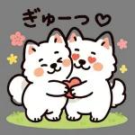 サモエドと一緒にぽかぽか春