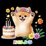 癒しポメラニアンの春のあいさつ 2