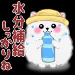 cute white Pomeranian summer 3
