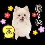 かわいいわんちゃん