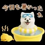 癒しポメラニアンの「夏」の毎日