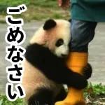 おすすめ！かわいいパンダチャン