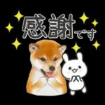 かわいい犬たち冬♡冬＆正月 柴犬
