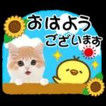 かわいい猫❤️大人かわいい夏❤️猫にゃん
