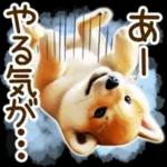 喜怒哀楽の激しい柴犬の野菜ダンス