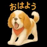 キャバリアのマシューくん