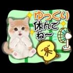 かわいい猫❤️大人かわいい夏❤️猫にゃん