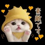 スコティッシュ猫 可愛い日常 太陽帽 敬語