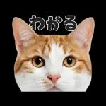 猫の顔がどーん！