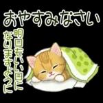 冬のキラキラおめめの子猫ちゃん