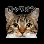 猫の顔がどーん！