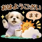 大人可愛いシーズーで梅雨の気づかい敬語