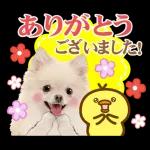 かわいいわんちゃん