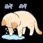 スナネコのサシャ 2