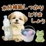 大人可愛いシーズーで梅雨の気づかい敬語