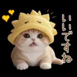 スコティッシュ猫 可愛い日常 太陽帽 敬語