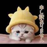 スコティッシュ猫 可愛い日常 太陽帽 敬語