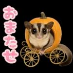 フクロモモンガ❤実りの秋は大豊作