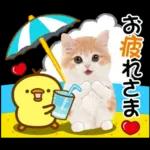 かわいい猫❤️大人かわいい夏❤️猫にゃん