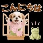 大人可愛いシーズーで梅雨の気づかい敬語