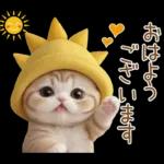 スコティッシュ猫 可愛い日常 太陽帽 敬語
