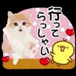 かわいい猫❤️大人かわいい夏❤️猫にゃん
