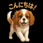 キャバリアのマシューくん