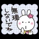 優しい2!!かわいい白うさぎ