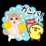 かわいい猫❤️大人かわいい夏❤️猫にゃん