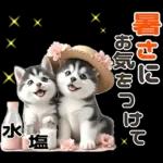 夏 猛暑 酷暑♡シベリアンハスキーとネコ
