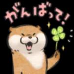 可愛い嘘のカワウソ❤️