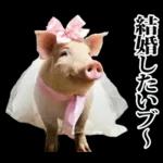 リアル☆メスブタ 3