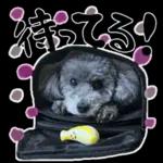 大人かわいい日常メッセージ?