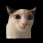 silly calico cat memes