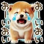 喜怒哀楽の激しい柴犬の野菜ダンス